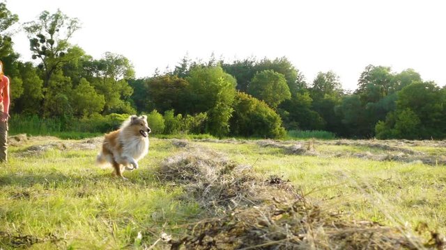 Collie dog training with adorable girl running on field