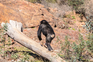 Obraz na płótnie Canvas Young Chimpanzee in natural habitat
