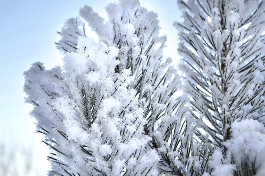 Сосновые ветки в снегу и инее зимой. 