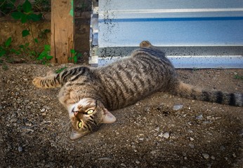 Cat playing