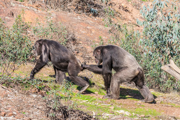 Chimpanzee male and female in mating season in natural habitat