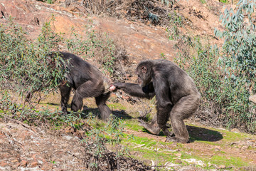 Chimpanzee male and female in mating season in natural habitat