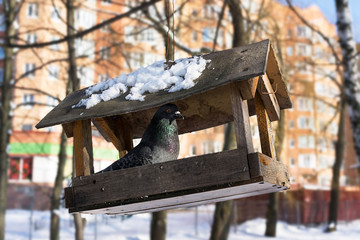 Pigeon at bird feeder house.