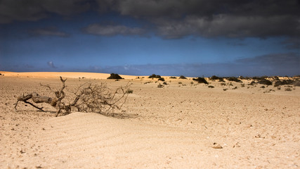 Fuerteventura Desert