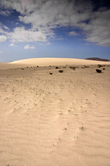 Fuerteventura Desert