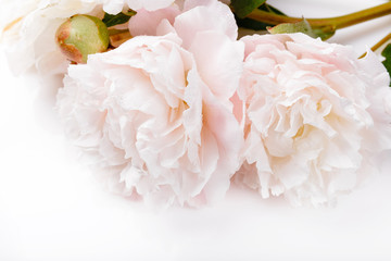 White peony on white background. Greeting card, invitation in light pastel colors.