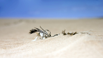 Fuerteventura Desert