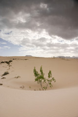 Fototapeta na wymiar Fuerteventura Desert