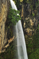 albero e cascata 