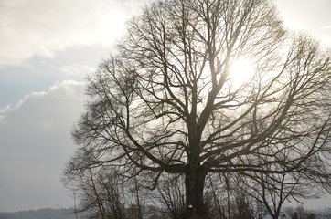 Baum im Winter mit Sonnenstrahlen hinter den Ästen
