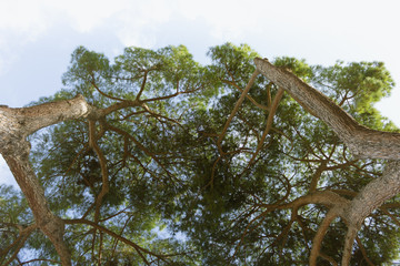 Upview of stone pine trees against blue sky