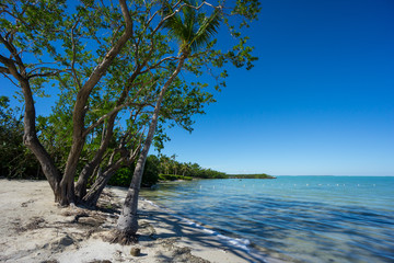 USA, Florida, Palm tree at perfect white sand beach of florida keys