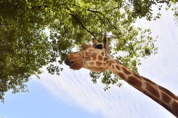 Giraffe has lunch