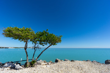 USA, Florida, Turquoise crystal clear water of florida keys behind green tree
