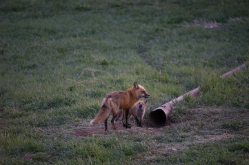Mother Fox and Kit 2