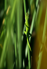 Camouflaged Lizard 
