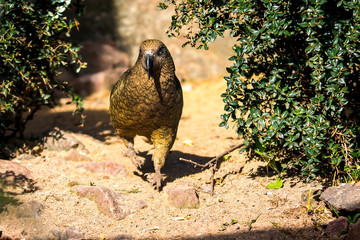 Kea Vogel Neuseeland Urlaub