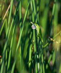 Chameleon In Green Growth