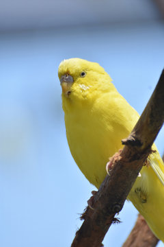 Cute Little Yellow Parakeet in the Rainforest