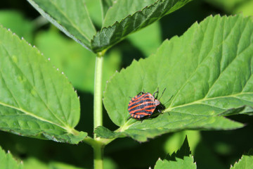 Stink or shield bug (Italian striped bug, also known as minstrel) on a ground elder plant leaf in a meadow. This bug derives its name from an unpleasant scent when disturbed.