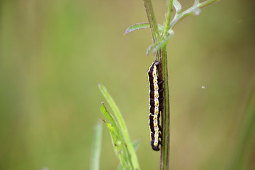Black and yellow striped caterpillar on a plant stem.