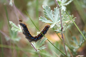 Caterpillar of lackey moth climbing a meadow grasses.