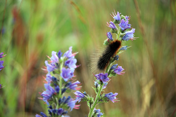 Black hairy caterpillar on a wild flower (blueweed or viper's bugloss).