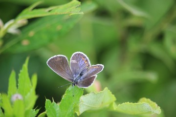 Common blue (Polyommatus icarus) butterfly (female) sitting on a meadow plant leaf.