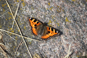 Fototapeta na wymiar A butterfly, small tortoiseshell, sitting on a warm stone. National butterfly of Denmark.