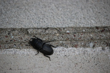 Black adult insect (Lesser stag beetle) sitting on a brick wall, found in Europe.