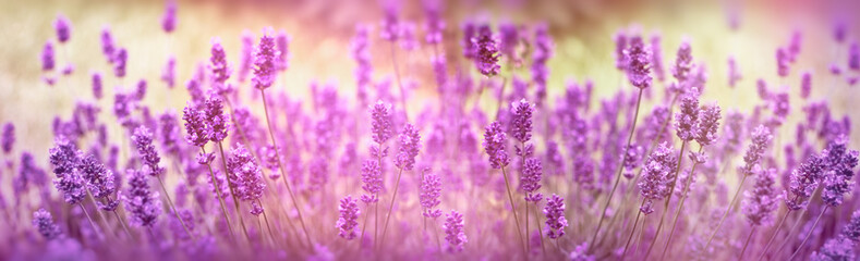 Selective focus on lavender flower, lavender flowers lit by sunlight in flower garden - obrazy, fototapety, plakaty