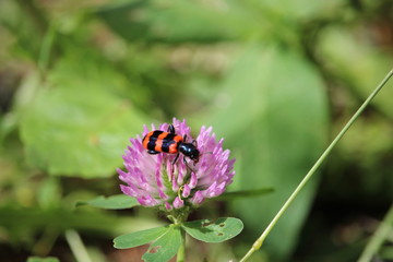 Garden black and red bug (burying beetle) sitting on a red clover blossom.