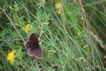 Butterfly, small blue (Cupido minimus) in a summer meadow. Despite its common name, it is not particularly blue.