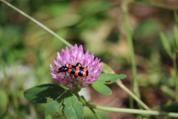 Garden black and red bug (burying beetle) sitting on a red clover blossom.