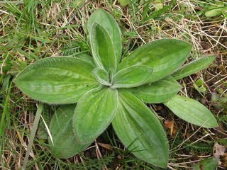 Young hoary plantain growing in a meadow. Native to Europe and can be found in lawns and waste places.