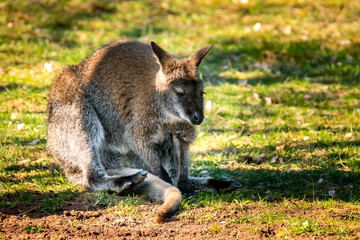 Kaenguru sitz auf boden Beutel Tier Australien Urlaub 2018