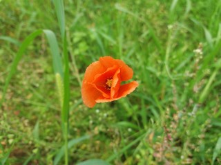 Fototapeta premium Papaver dubium (poppy) also known as long-headed poppy and blindeyes. It is a very undemanding species which prefers sandy soils.