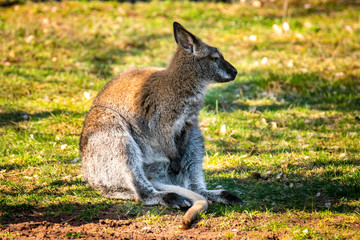 Urlaub Beutel Tier schau nach vorn Australien Kaenguru