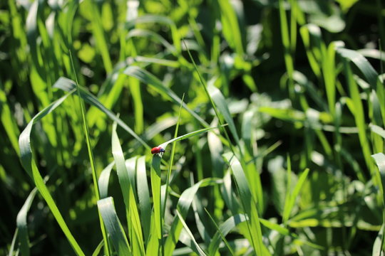 Red beetle crawling on a plant, Lilioceris cheni, also know as air potato leaf beetle.