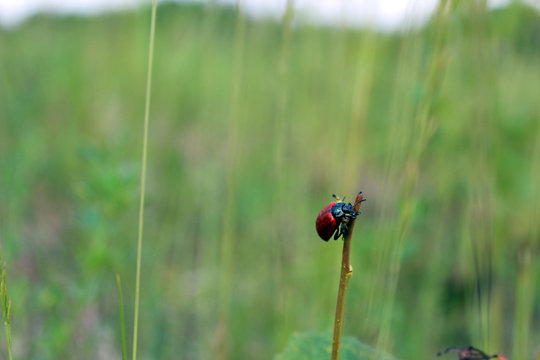 Red beetle crawling on a plant, Lilioceris cheni, also know as air potato leaf beetle.