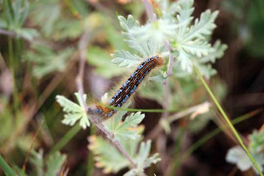 Caterpillar of lackey moth climbing a meadow grasses.