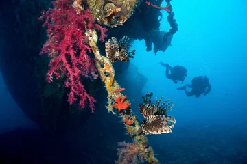 Fotobehang Divers, lionfish and old Wreck. © frantisek hojdysz