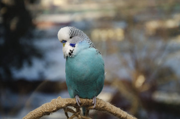 beautiful blue bird, wavy parrot