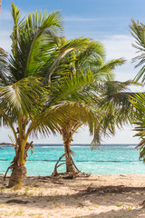 Fototapeta na wymiar Guadeloupe, beautiful panorama of the beach, with coconut trees 