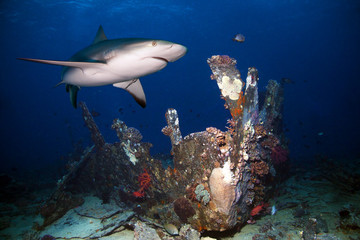 Fototapeta premium Shark and old wreck.