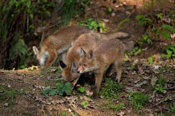 red fox, vulpes vulpes, Czech republic