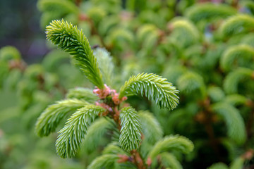 fir tree branch