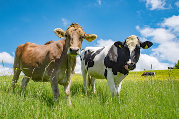 Deux jolies vaches sur une fraîche prairie d& 39 été