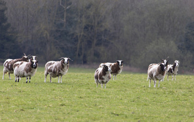 Lambs in field in front of stately home, Suffolk countryside