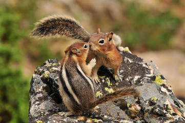 Chipmunks